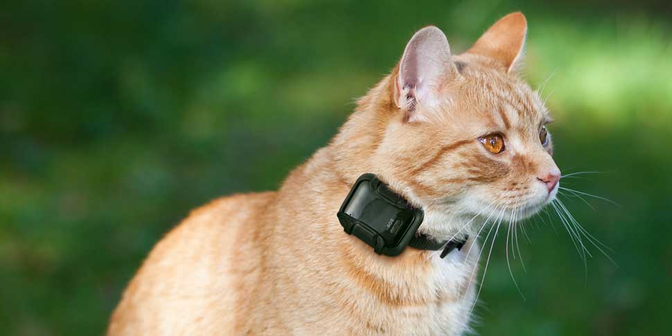 Cat wearing tracker